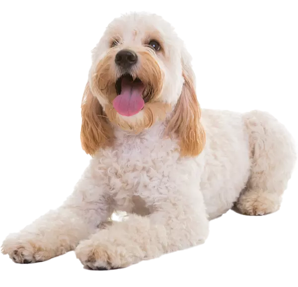 cockapoo