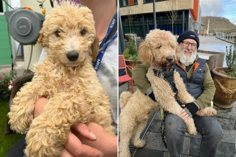 Cockapoo: The Complete Guide to This Adorable Family Dog cockapoo